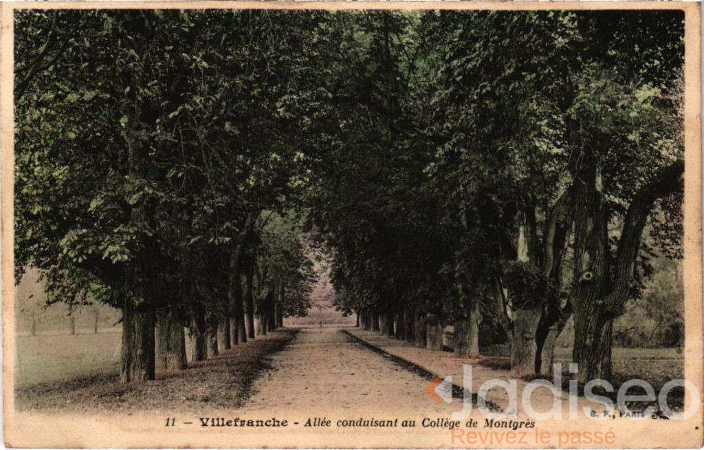 Photo ancienne à localiser : Allee Conduisant au College de Montgres ( )